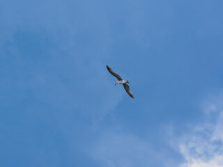 seagull flying beautiful blue sky