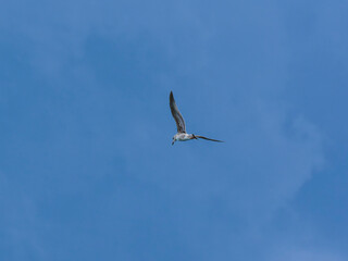 seagull flying beautiful blue sky