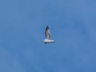 seagull flying beautiful blue sky