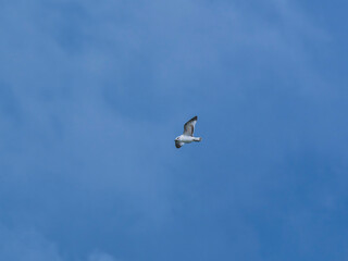 seagull flying beautiful blue sky