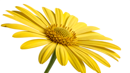 Vibrant Yellow Daisy with Perfectly Focused Center and Petals on Transparent Background. Perfect for: Summer Garden Events, Happiness Campaigns
