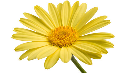 Premium Wild Yellow Daisy with Intricate Center Detail and Perfect Petals on Transparent Background. Perfect for: Nature Walks, Field Study Posters, Children's Events