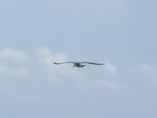 a beautiful seagull flying in the sky