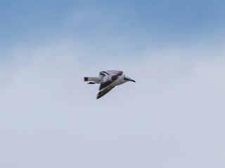 a beautiful seagull flying in the sky