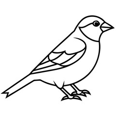 Elegant Sparrow in Single Line Art