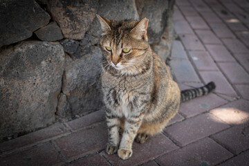 Obraz premium Tabby cat sitting on a brick sidewalk beside a textured stone wall. The cat's fur features a mix of brown, black, and gray stripes and spots.
