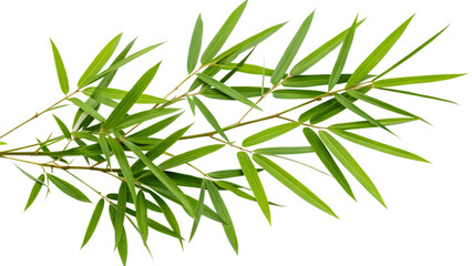 Fototapeta premium Pristine Green Bamboo Branch with Overlapping Leaves and Perfect Detail on Transparent Background. Perfect for: Asian-Themed Events, Zen Garden Decor, Eco Posters