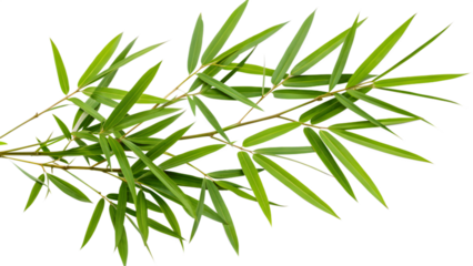 Pristine Green Bamboo Branch with Overlapping Leaves and Perfect Detail on Transparent Background. Perfect for: Asian-Themed Events, Zen Garden Decor, Eco Posters