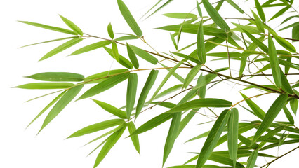 Obraz premium Pristine Green Bamboo Branch with Overlapping Leaves and Perfect Detail on Transparent Background. Perfect for: Asian-Themed Events, Zen Garden Decor, Eco Posters