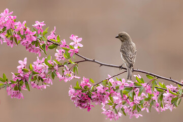 bird on a branch 