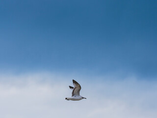 a beautiful seagull flying in the sky