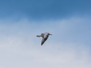 a beautiful seagull flying in the sky