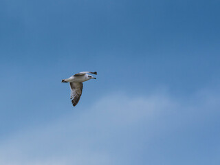 seagull flying beautiful blue sky