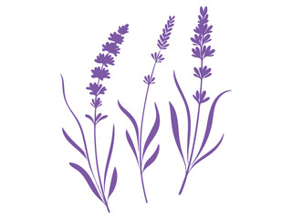 Naklejka premium lavender flowers isolated on white background