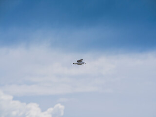 a beautiful seagull flying in the sky