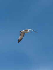 seagull flying beautiful blue sky