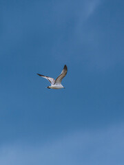 seagull flying beautiful blue sky