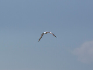 a beautiful seagull flying in the sky