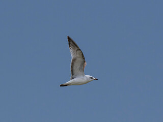 seagull flying beautiful blue sky