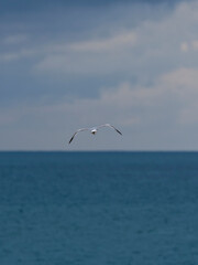 seagull flying over the sea