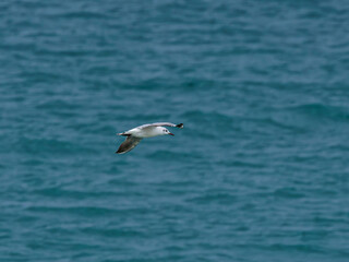 seagull flying over the sea