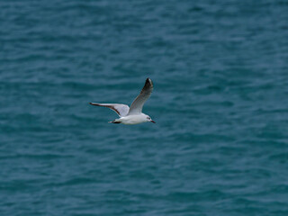seagull flying over the sea