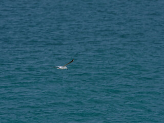 seagull flying over the sea
