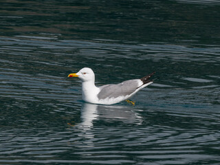 a cute seagull resting on the sea
