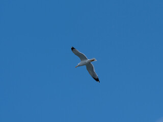 seagull flying beautiful blue sky