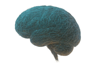 avocado on white background