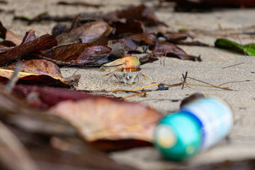 Crab on polluted beach
