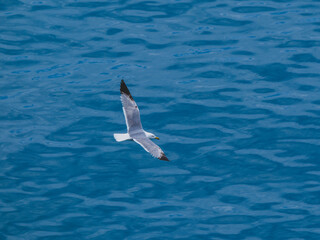 seagull flying over the sea