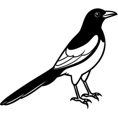Magpie Outline Simple Vector Art