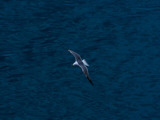 seagull flying over the sea