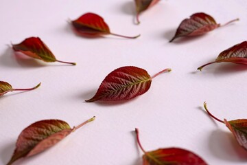 A photograph of vibrant, fallen cherry blossom leaves