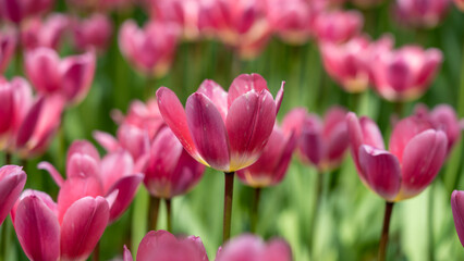 Tulips in full bloom