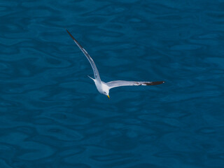 seagull flying over the sea
