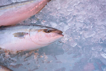 Hamachi (young yellowtail fish)