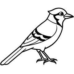 Minimalist Vector Jay in One Line