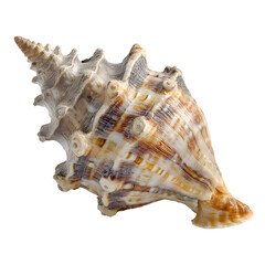 seashell isolated on white background