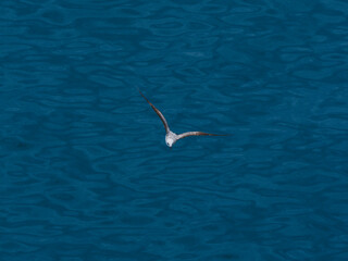seagull flying over the sea