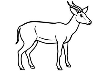 Saiga Antelope Line Drawing