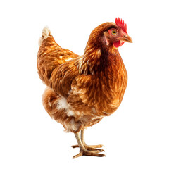 chicken isolated on white