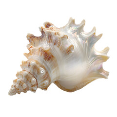 Obraz premium seashell isolated on white background