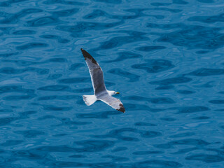 seagull flying over the sea