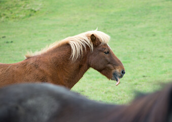 Fototapeta premium Icelandic horse in Norway.