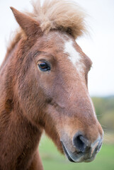 Icelandic horse in Norway.