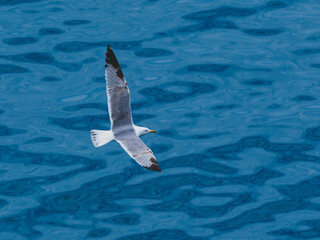 seagull flying over the sea