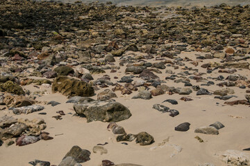 Rocky shore with scattered stones