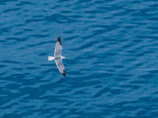 seagull flying over the sea